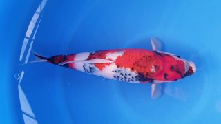 Dainichi Showa 16 months 55cm male T6 -Ni-026 Dainichi Showa 16 months 55cm male T6 -Ni-026