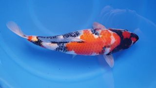 Dainichi Showa 16 months 56cm female T6 -Ni-025 Dainichi Showa 16 months 56cm female T6 -Ni-025