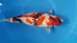 Dainichi Showa 16 months 57cm female T6 -Ni-011 Dainichi Showa 16 months 57cm female T6 -Ni-011