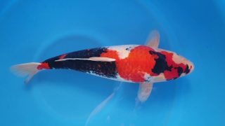 Dainichi Showa 16 months 57cm female T6 -Ni-005 Dainichi Showa 16 months 57cm female T6 -Ni-005