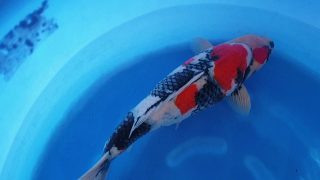Dainichi Showa Sansai 67cm T15-0049 Dainichi Showa Sansai 67cm T15-0049