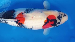 Dainichi Showa Sansai 69cm T15-0052 Dainichi Showa Sansai 69cm T15-0052
