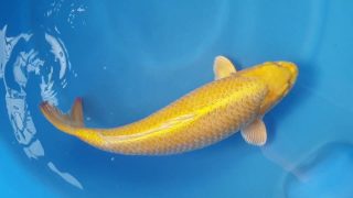 Dainichi Yamabuki 16 months 63cm female T6 -Ni-030 Dainichi Yamabuki 16 months 63cm female T6 -Ni-030