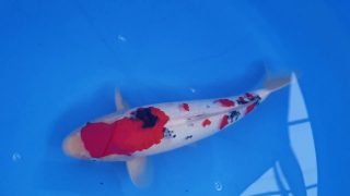 SFF X M-Sanke 16 months 45cm female T3 -Ni-024 SFF X M-Sanke 16 months 45cm female T3 -Ni-024