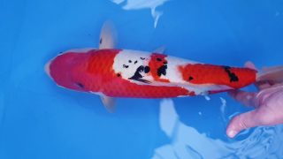 SFF X M-Sanke 16 months 46cm female T3 -Ni-020 SFF X M-Sanke 16 months 46cm female T3 -Ni-020