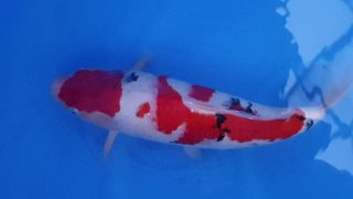 SFF X M-Sanke 16 months 47cm female T3 -Ni-034 SFF X M-Sanke 16 months 47cm female T3 -Ni-034