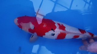 SFF X M-Sanke 16 months 47cm female T3 -Ni-035 SFF X M-Sanke 16 months 47cm female T3 -Ni-035