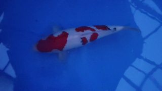 SFF X M-Sanke 16 months 47cm female T3 -Ni-001 SFF X M-Sanke 16 months 47cm female T3 -Ni-001