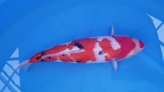SFF X M-Sanke 16 months 49cm female T3 -Ni-008 SFF X M-Sanke 16 months 49cm female T3 -Ni-008