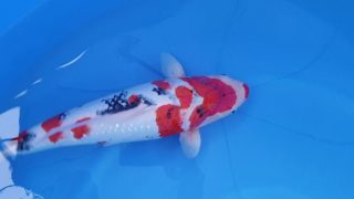 SFF X M-Sanke 16 months 50cm female T3 -Ni-011 SFF X M-Sanke 16 months 50cm female T3 -Ni-011