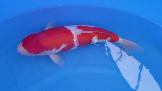 SFF X M-Sanke 16 months 50cm female T3 -Ni-016 SFF X M-Sanke 16 months 50cm female T3 -Ni-016
