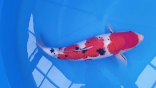 SFF X M-Sanke 16 months 50cm female T3 -Ni-018 SFF X M-Sanke 16 months 50cm female T3 -Ni-018