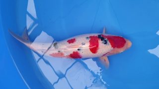 SFF X M-Sanke 16 months 50cm female T3 -Ni-010 SFF X M-Sanke 16 months 50cm female T3 -Ni-010