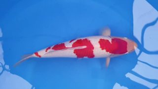 SFF X M-Sanke 16 months 50cm female T3 -Ni-025 SFF X M-Sanke 16 months 50cm female T3 -Ni-025