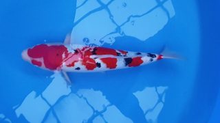 SFF X M-Sanke 16 months 50cm female? T3 -Ni-031 SFF X M-Sanke 16 months 50cm female? T3 -Ni-031