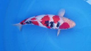 SFF X M-Sanke 16 months 52cm female T3 -Ni-017 SFF X M-Sanke 16 months 52cm female T3 -Ni-017