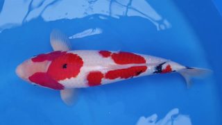 SFF X M-Sanke 16 months 53cm female T3 -Ni-013 SFF X M-Sanke 16 months 53cm female T3 -Ni-013