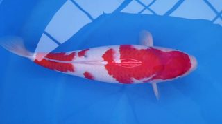 SFF X M-Sanke 16 months 53cm female T3 -Ni-014 SFF X M-Sanke 16 months 53cm female T3 -Ni-014