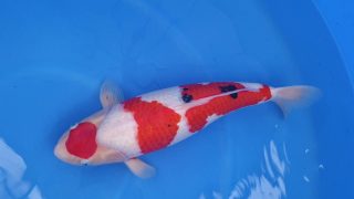 SFF X M-Sanke 16 months 53cm female T3 -Ni-007 SFF X M-Sanke 16 months 53cm female T3 -Ni-007
