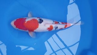 SFF X M-Sanke 16 months 53cm female T3 -Ni-022 SFF X M-Sanke 16 months 53cm female T3 -Ni-022
