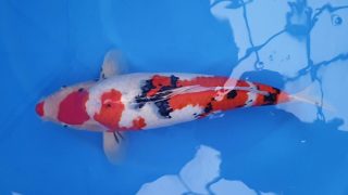 SFF X M-Sanke 16 months 56cm female T3 -Ni-023 SFF X M-Sanke 16 months 56cm female T3 -Ni-023
