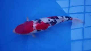 SFF X M-Sanke 16 months 58cm female T3 -Ni-004 SFF X M-Sanke 16 months 58cm female T3 -Ni-004