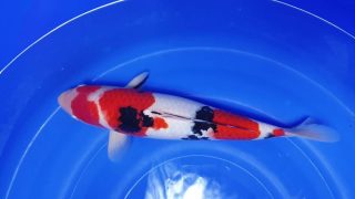 SFF X M-Sanke 18 months 43cm female T3 -Ni-064 SFF X M-Sanke 18 months 43cm female T3 -Ni-064