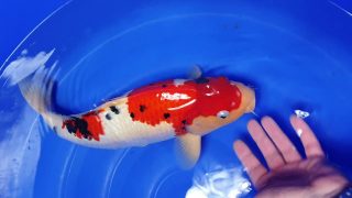 SFF X M-Sanke 18 months 46cm female T3 -Ni-059 SFF X M-Sanke 18 months 46cm female T3 -Ni-059