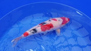 SFF X M-Sanke 18 months 47cm female T3 -Ni-041 SFF X M-Sanke 18 months 47cm female T3 -Ni-041