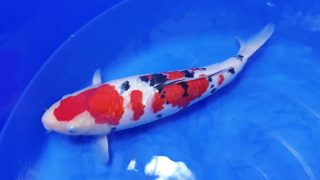 SFF X M-Sanke 18 months 47cm female T3 -Ni-053 SFF X M-Sanke 18 months 47cm female T3 -Ni-053