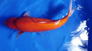 Dainichi Benigoi Nisai female 60cm T14-069 Dainichi Benigoi Nisai female 60cm T14-069