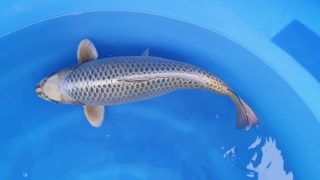 Dainichi Gin Kabuto 50cm Nisai female T14-044 Dainichi Gin Kabuto 50cm Nisai female T14-044