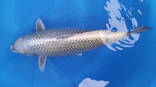 Dainichi Gin Kubuto Nisai female 53cm T14-051 Dainichi Gin Kubuto Nisai female 53cm T14-051