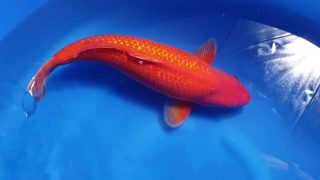 Dainichi Ginrin Benigoi female 53cm T14-062 Dainichi Ginrin Benigoi female 53cm T14-062
