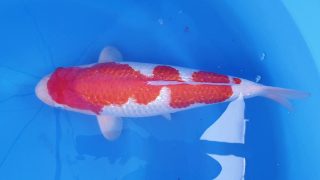 Dainichi Ginrin Kohaku female Nisai 48cm T14-031 Dainichi Ginrin Kohaku female Nisai 48cm T14-031