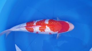 Dainichi Ginrin Kohaku Nisai female 54cm T14-022 Dainichi Ginrin Kohaku Nisai female 54cm T14-022