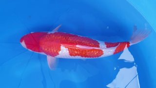 Dainichi Ginrin Kohaku Nisai female 54cm T14-023 Dainichi Ginrin Kohaku Nisai female 54cm T14-023