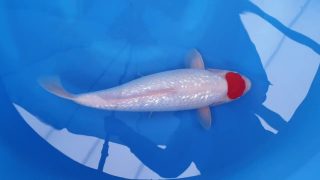 Dainichi Ginrin Kohaku Nisai female 45cm T14-033 Dainichi Ginrin Kohaku Nisai female 45cm T14-033