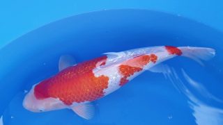 Dainichi Ginrin Kohaku Nisai female 50cm T14-002 Dainichi Ginrin Kohaku Nisai female 50cm T14-002