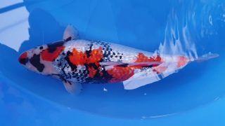 Dainichi Ginrin Showa Nisai female 50cm T14-037 Dainichi Ginrin Showa Nisai female 50cm T14-037