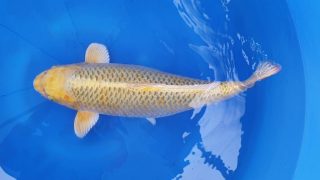 Dainichi Ki Matsuba Ogon Nisai female 55cm T14-054 Dainichi Ki Matsuba Ogon Nisai female 55cm T14-054
