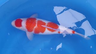Dainichi Kohaku Nisai female 50cm T14-019 Dainichi Kohaku Nisai female 50cm T14-019