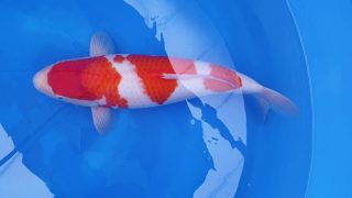 Dainichi Kohaku Nisai female 52cm T14-036 Dainichi Kohaku Nisai female 52cm T14-036