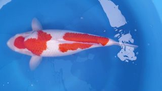 Dainichi Kohaku Nisai female 52cm T14-005 Dainichi Kohaku Nisai female 52cm T14-005