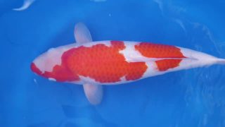 Dainichi Kohaku Nisai female 54cm T14-008 Dainichi Kohaku Nisai female 54cm T14-008
