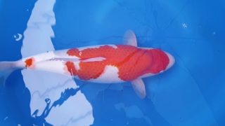 Dainichi Kohaku Nisai female 54cm T14-032 Dainichi Kohaku Nisai female 54cm T14-032