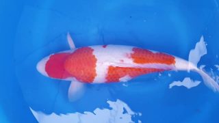 Dainichi Kohaku Nisai female 55cm T14-028 Dainichi Kohaku Nisai female 55cm T14-028