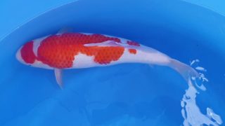 Dainichi Kohaku Nisai female 55cm T14-030 Dainichi Kohaku Nisai female 55cm T14-030
