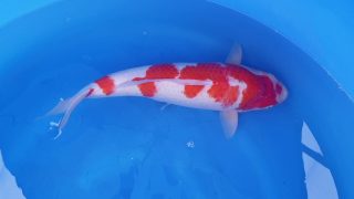 Dainichi Kohaku Nisai female 55cm T14-053 Dainichi Kohaku Nisai female 55cm T14-053