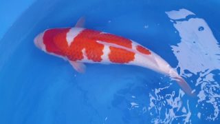 Dainichi Kohaku Nisai female 55cm T14-014 Dainichi Kohaku Nisai female 55cm T14-014